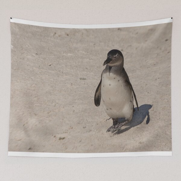 Item preview, African Penguin alone designed and sold by Photopat.