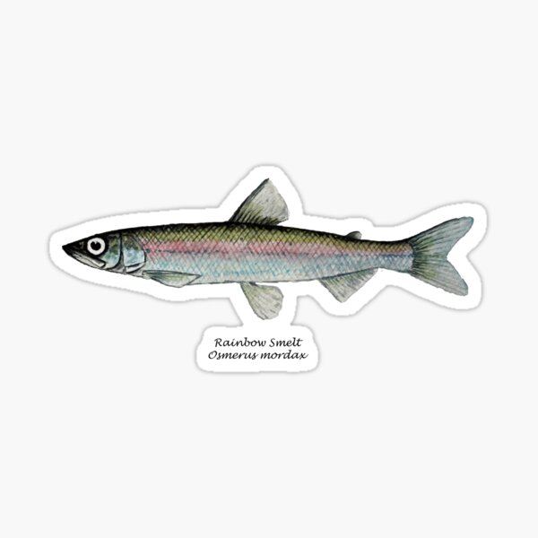 Smelt (Osmeridae), group of small fish For sale as Framed Prints