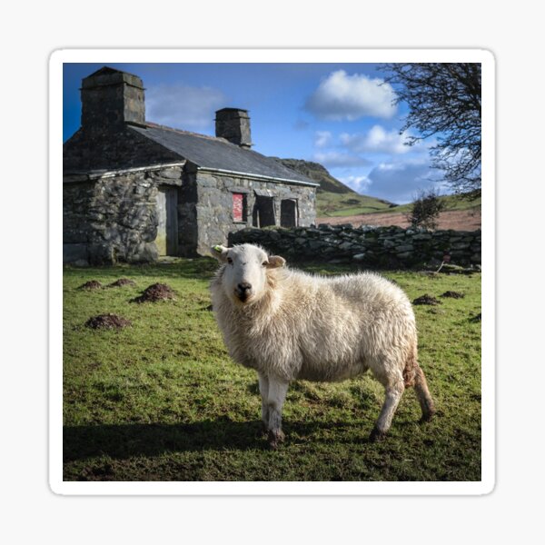 Sweet Sheep Sticker