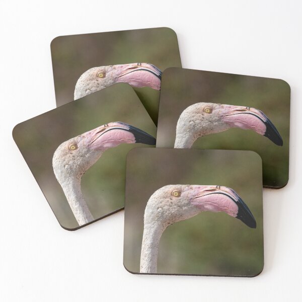 Item preview, Greater flamingo designed and sold by pietrofoto.