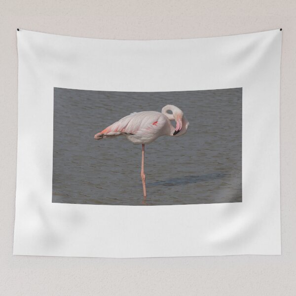 Item preview, Greater flamingo designed and sold by pietrofoto.