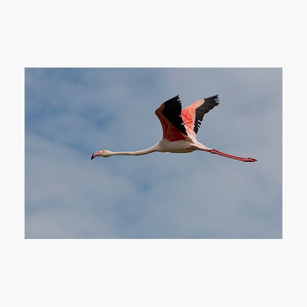 Greater flamingo in flight Photographic Print