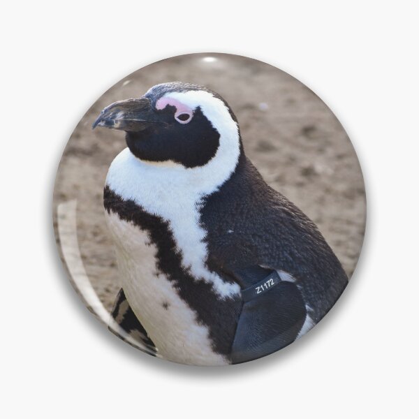 Item preview, Cute standing African penguin designed and sold by cdkphotos.