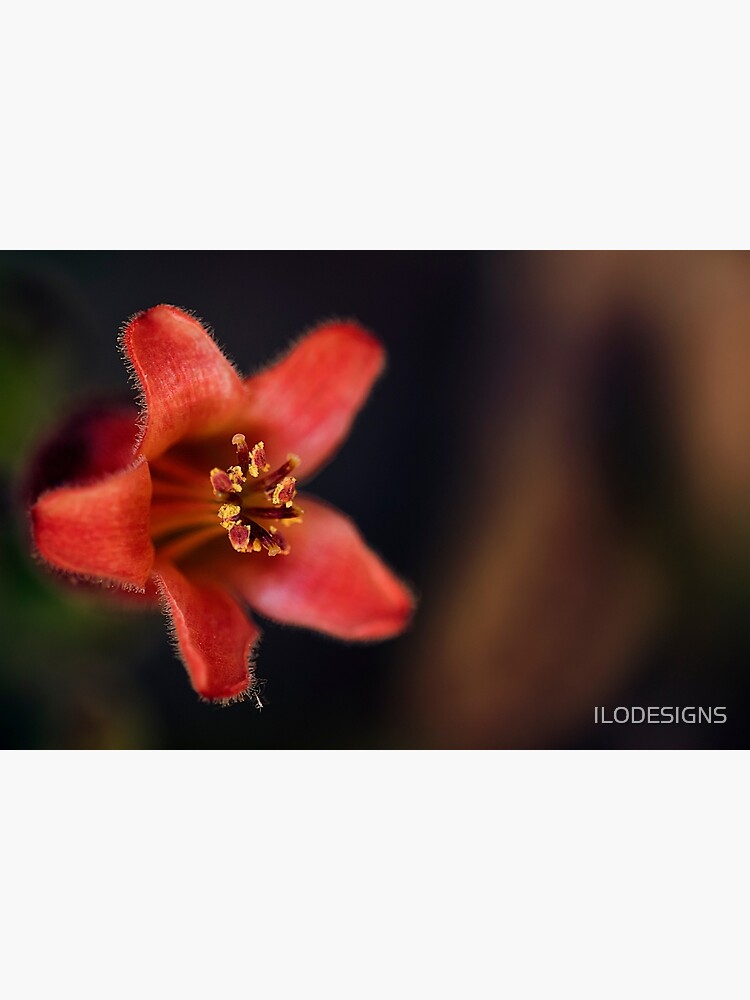 Imagen 3 de 3, Lámina artística con la obra flor suculenta, diseñada y vendida por ILODESIGNS.