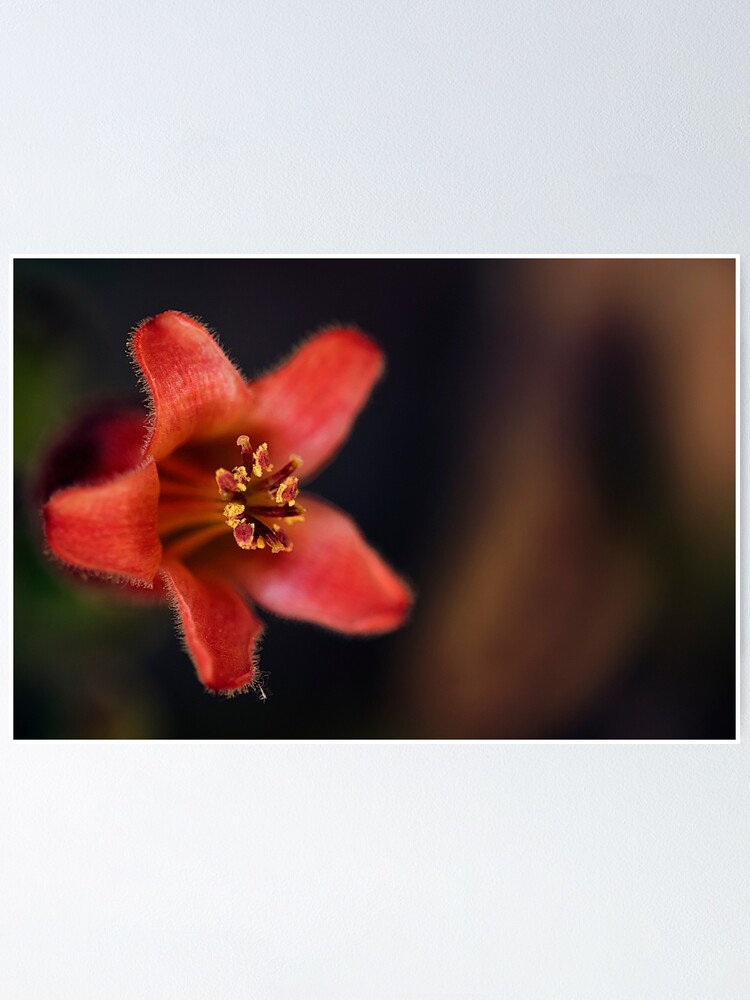 Imagen 1 de 3, Póster con la obra flor suculenta, diseñada y vendida por ILODESIGNS.