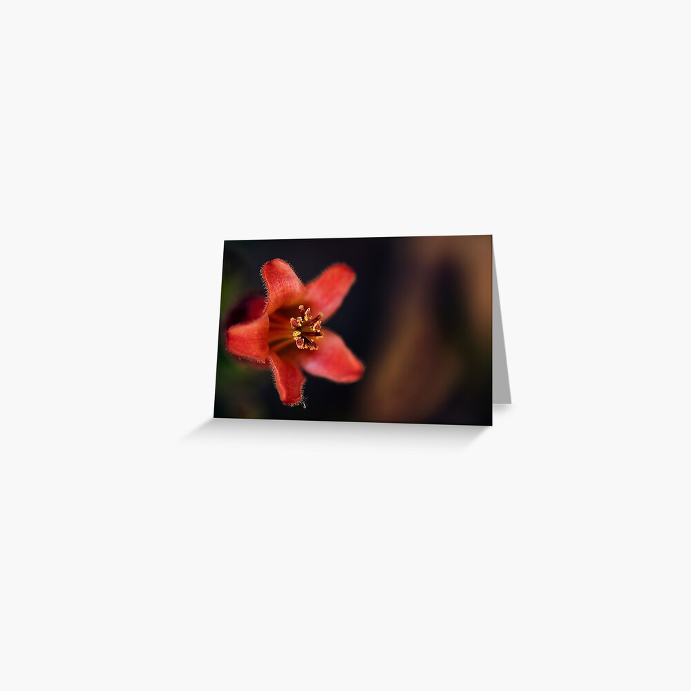 Vista previa del artículo con la obra «Tarjetas de felicitación», diseñado y vendido por ILODESIGNS.