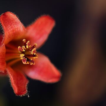 Imagen de la obra flor suculenta de ILODESIGNS