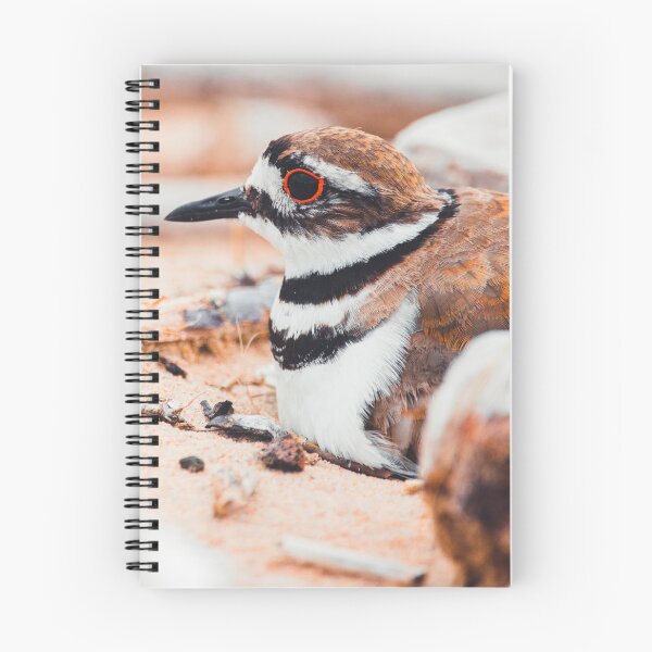 Item preview, Nesting Killdeer At The Beach designed and sold by hannahlainphoto.