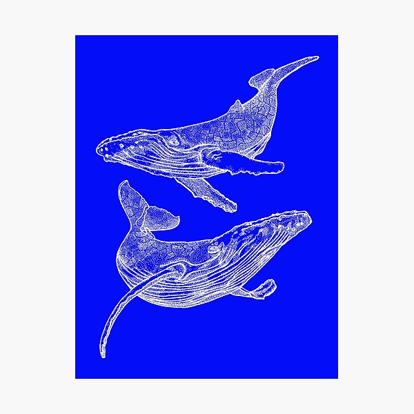 "Wallace & Wanda X" Photographic Print