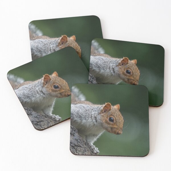 Item preview, Grey Squirrel posing for the camera designed and sold by Adrian Rowley.