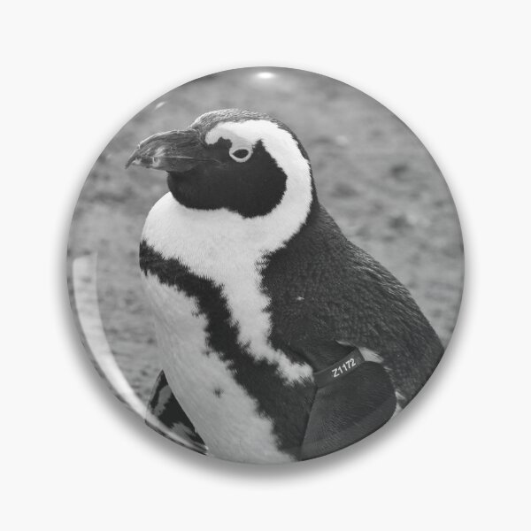 Item preview, Black and white African penguin designed and sold by cdkphotos.