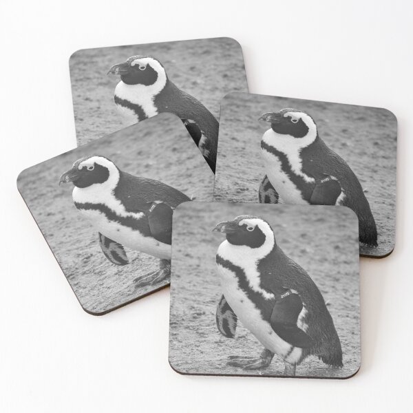 Item preview, Black and white African penguin designed and sold by cdkphotos.