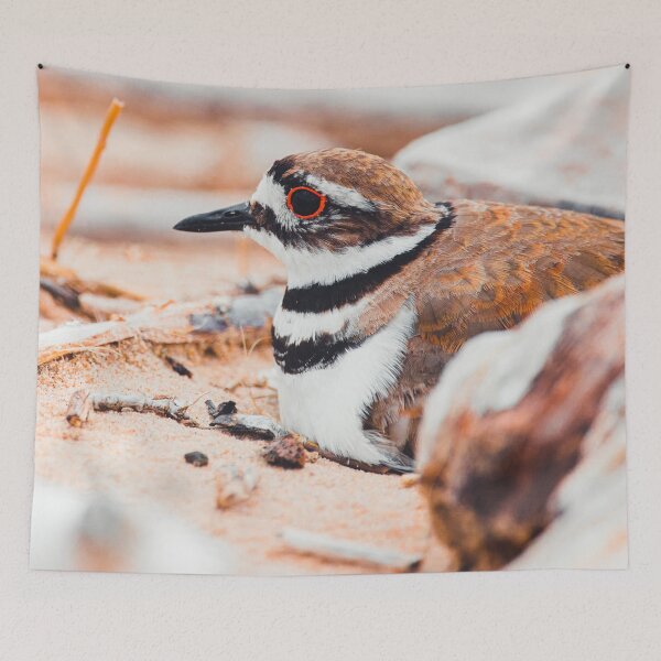 Item preview, Nesting Killdeer At The Beach designed and sold by hannahlainphoto.