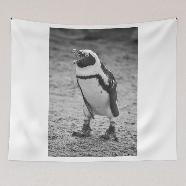 Item preview, Squawking African penguin designed and sold by cdkphotos.
