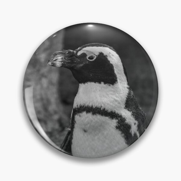 Item preview, Standing black and white African penguin designed and sold by cdkphotos.