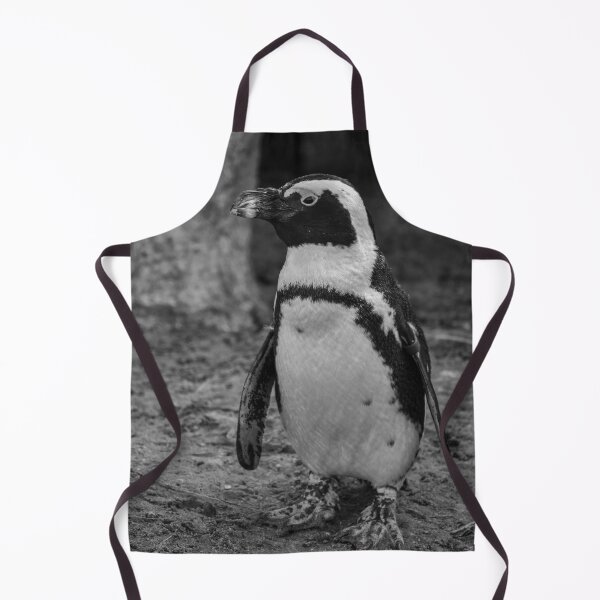 Item preview, Standing black and white African penguin designed and sold by cdkphotos.