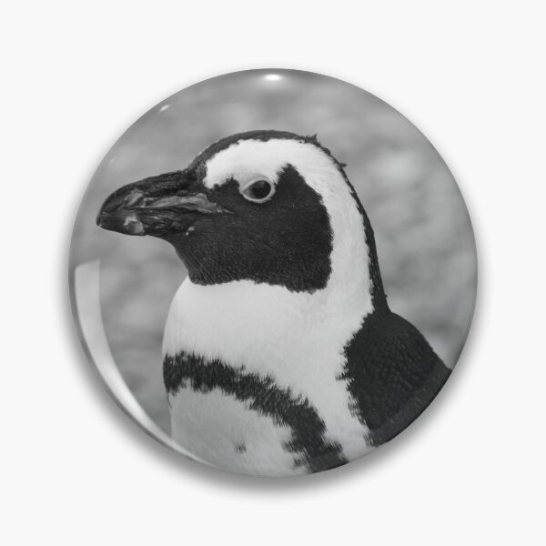 Item preview, Black and white African penguin designed and sold by cdkphotos.