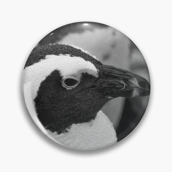 Item preview, Black and white African penguin designed and sold by cdkphotos.