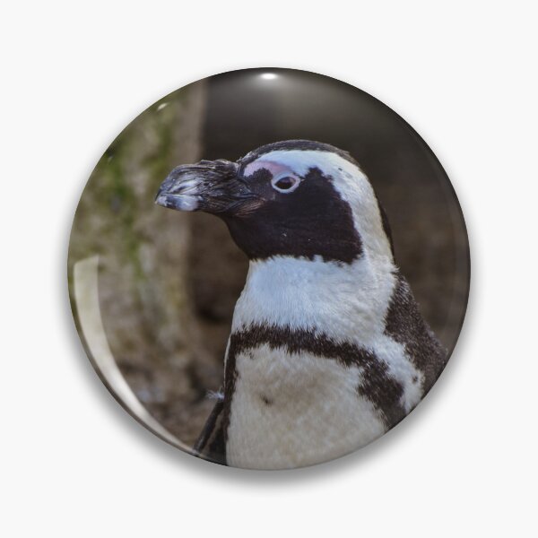Item preview, Cute standing African penguin designed and sold by cdkphotos.
