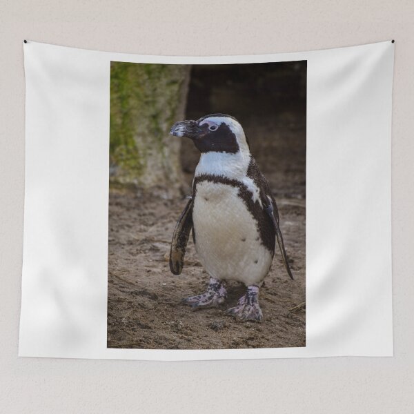 Item preview, Cute standing African penguin designed and sold by cdkphotos.