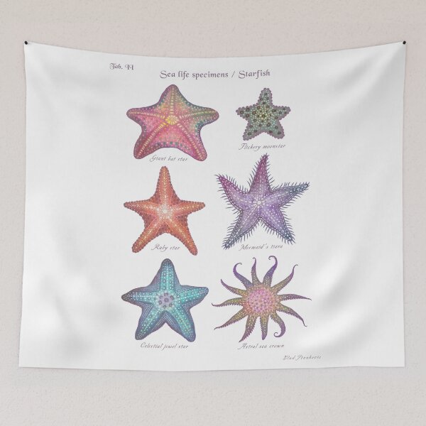 Item preview, Sea life specimens - Starfish designed and sold by Cabinet Of Curiosities by Vlad.