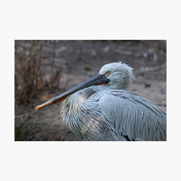Portrait of a pelican Photographic Print