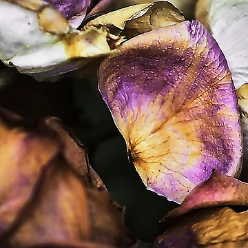 Artwork thumbnail, Dead Roses by ajoymoon