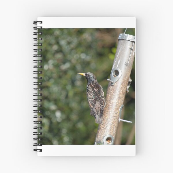 Item preview, Starling plumage designed and sold by Sue Robinson.