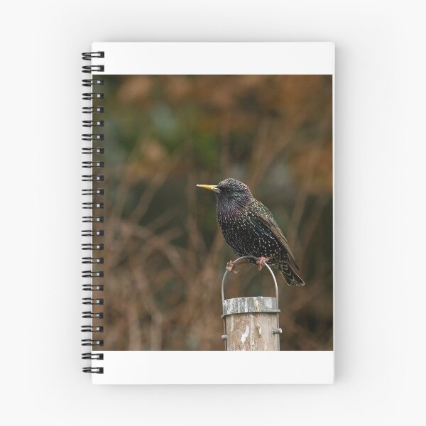 Item preview, Common Starling designed and sold by Sue Robinson.