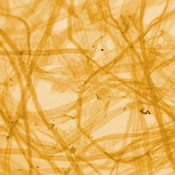 Artwork thumbnail, Orange Fiber by Ragulee