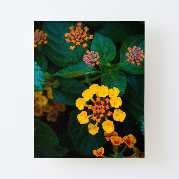Colorful Flowers 12 Canvas Mounted Print