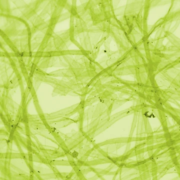 Artwork thumbnail, Green Fiber by Ragulee