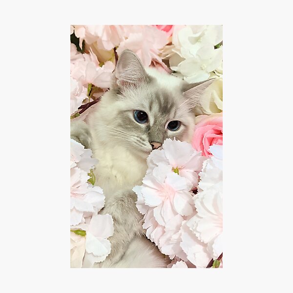 Item preview, Ragdoll queen saoirseragdoll in cherry blossoms designed and sold by Fluffycat2020.