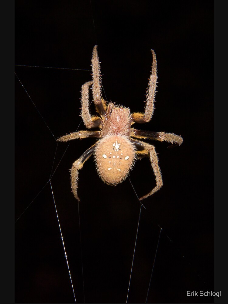 Orb-weaving spider in the Peruvian rainforest by eschlogl