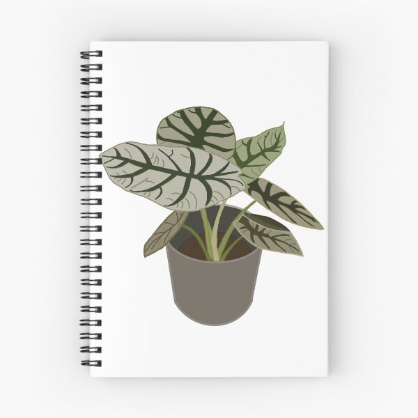 Item preview, Caladium (Caladium Bicolor) designed and sold by Andie Janik.