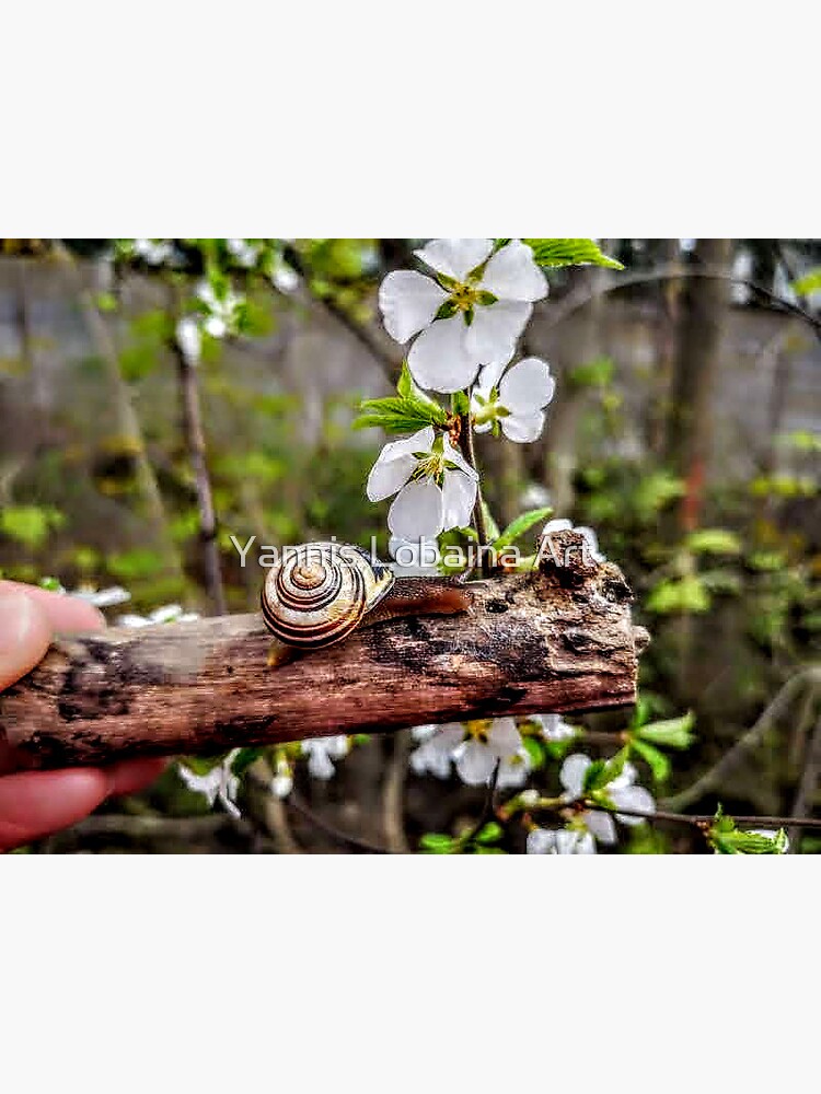 The garden snail (Helix aspersa) By Yannis Lobaina by lobaina1979