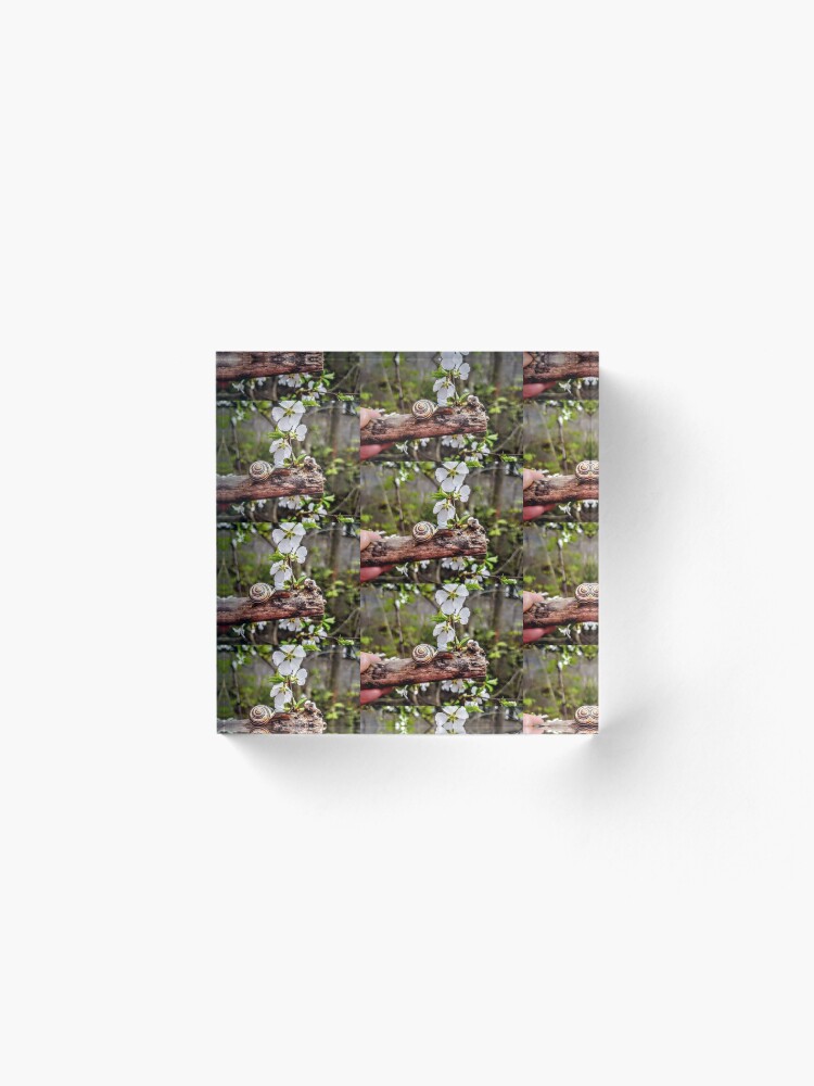 Alternate view of The garden snail (Helix aspersa) By Yannis Lobaina Acrylic Block