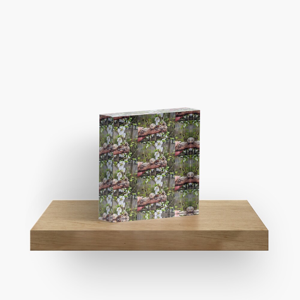 The garden snail (Helix aspersa) By Yannis Lobaina Acrylic Block