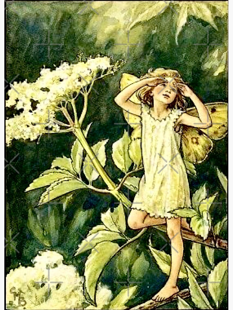 The Elderberry Flower Fairy” by Cicely Mary Barker 1920" Poster by
