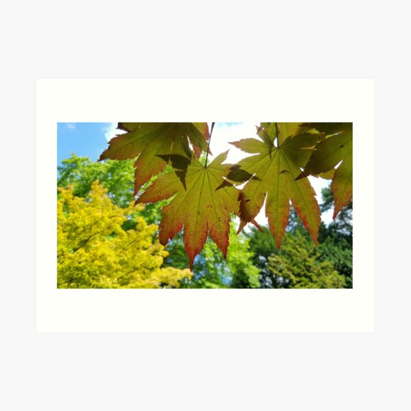 Seasons Change Autumn Is Coming Westonbirt Arboretum Art Print