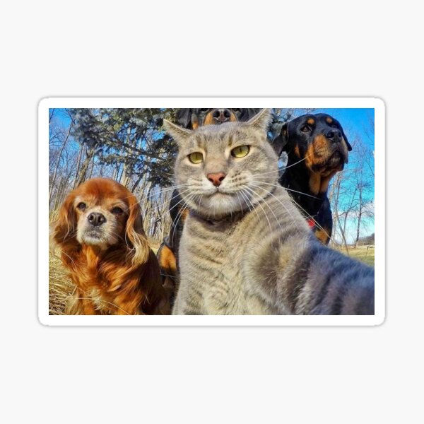 Pets Selfie