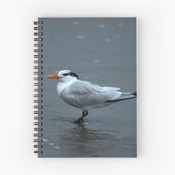 Item preview, Royal Tern on the Beach designed and sold by rhamm.