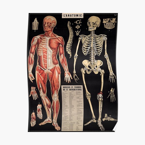ANATOMY print Set of 6 Art Prints, Skeleton and Muscles Anatomy Poster ...