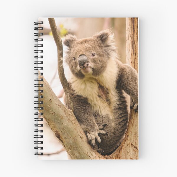 Item preview, Koala 17 designed and sold by Werner Padarin.