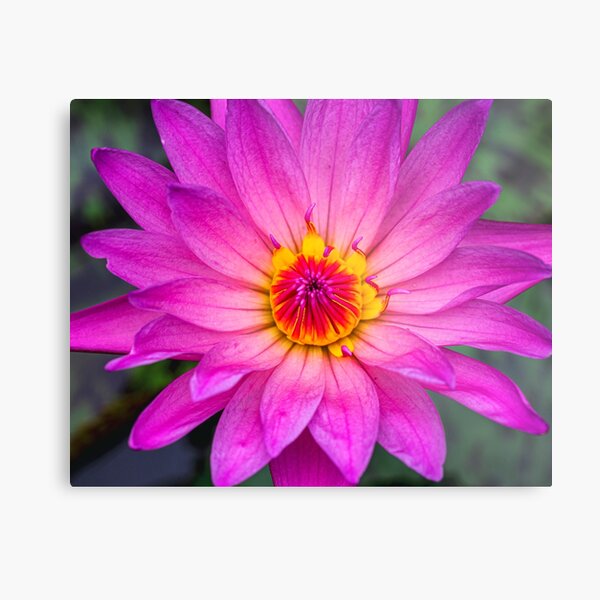 Pink Lotus with Red and Yellow Colours Metal Print