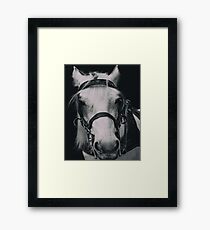White Horse In Dark Background Framed Print