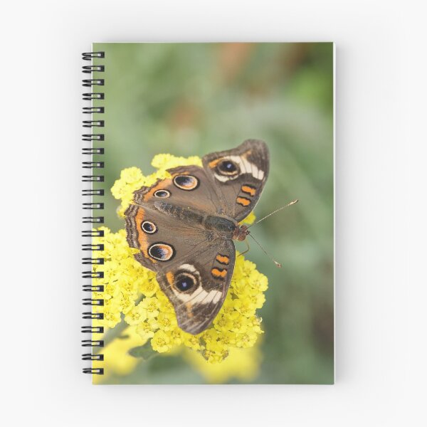 Item preview, Junonia coenia butterfly, known as the common buckeye, on yellow flowers designed and sold by SDym Photography.