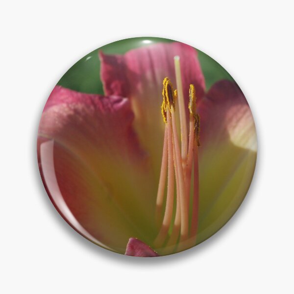 Item preview, Sunrise in a flower - Hemerocallis White Eyes Pink Dragon Daylily designed and sold by rvjames.