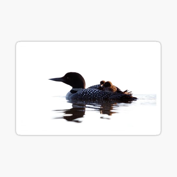 Common loon with chicks Sticker