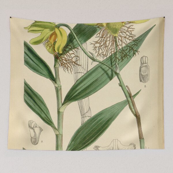 Item preview, Dendrobium brymerianum designed and sold by EsotericBotanic.